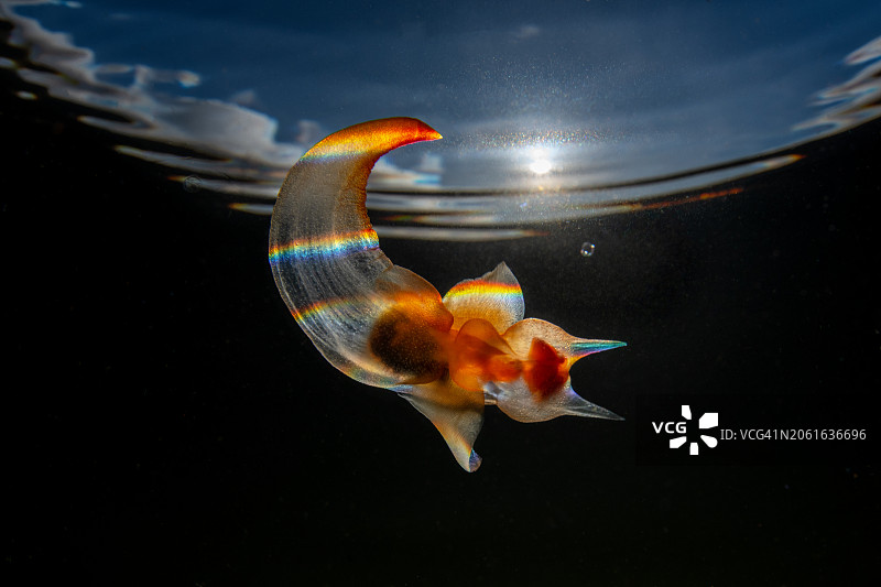 海天使图片素材