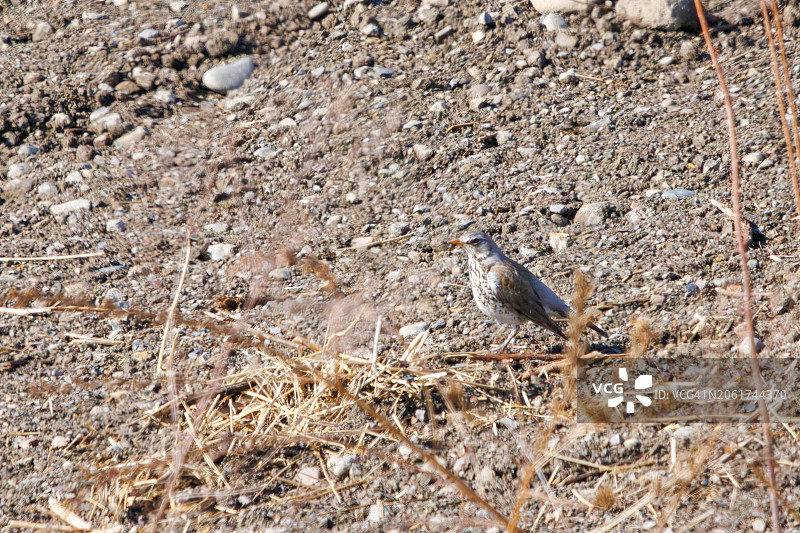 稀有迷鸟：白眉歌鸫（Turdus pilaris，龙脑香科）。摄于2024年2月24日，日本群马县利根川河床。图片素材