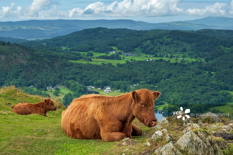 英国湖区高地牛图片素材