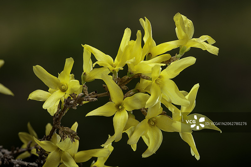 杂交连翘图片素材