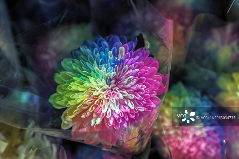 彩虹菊花梦幻图片素材