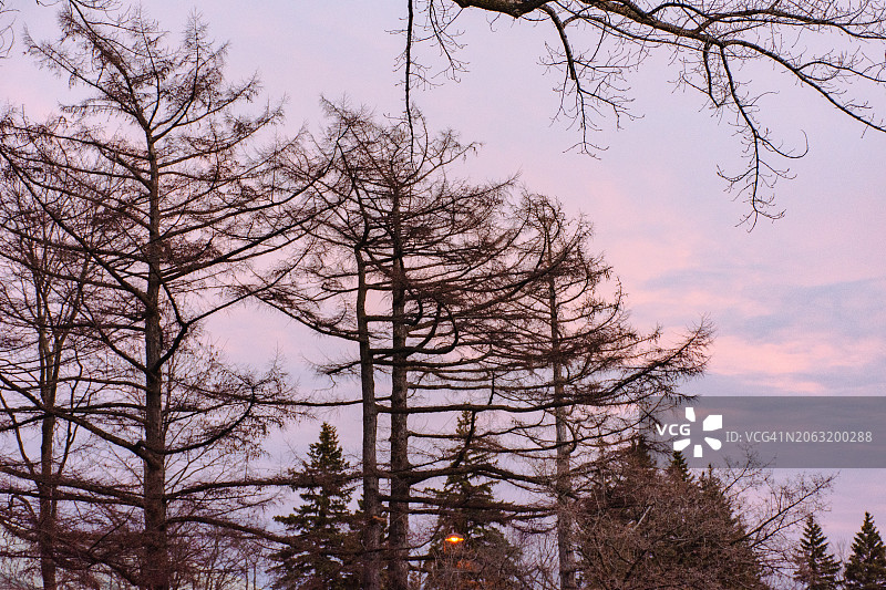 公园树木后的日落图片素材