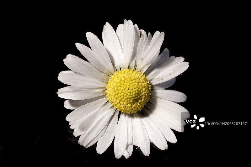 黑色背景下的雏菊花图片素材