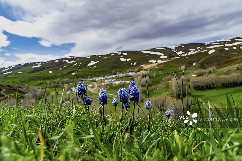 土耳其埃尔津詹紫色植物花田美景图片素材