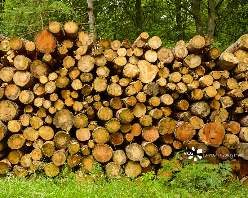 森林中堆叠的原木特写图片素材