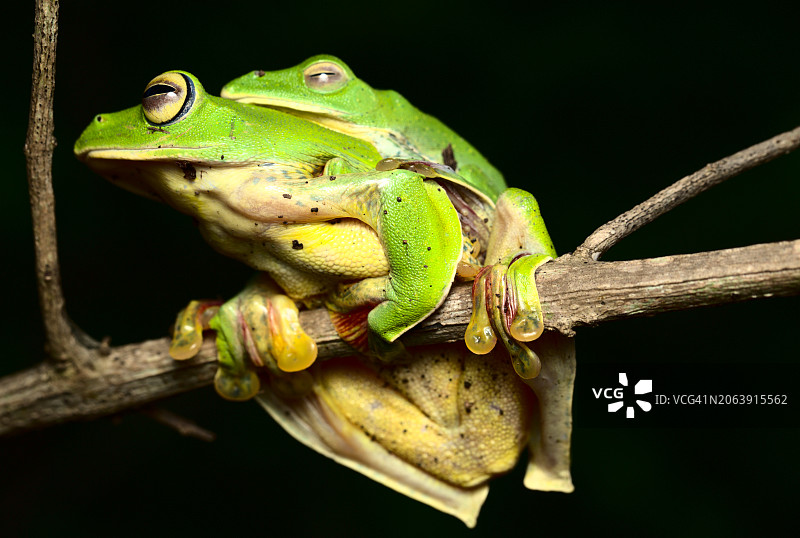 树枝上的红色树木特写图片素材