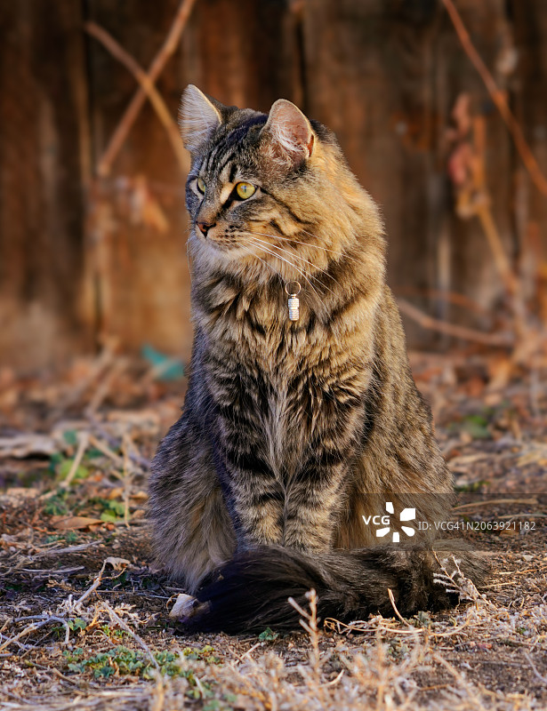 坐在田野上的猫咪特写，丹佛，科罗拉多州，美国图片素材