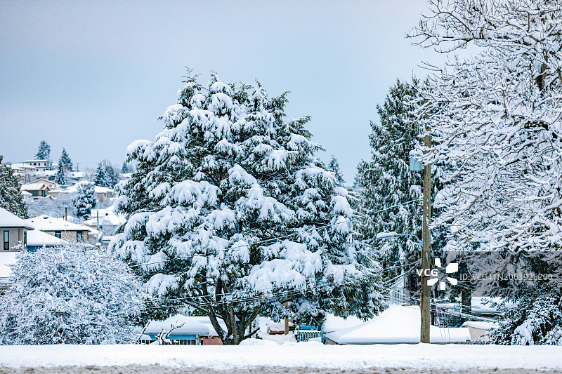 白雪覆盖的田野上的树木映衬着天空图片素材