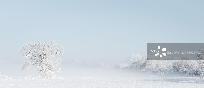 白雪覆盖的田野上的树木映衬着天空图片素材