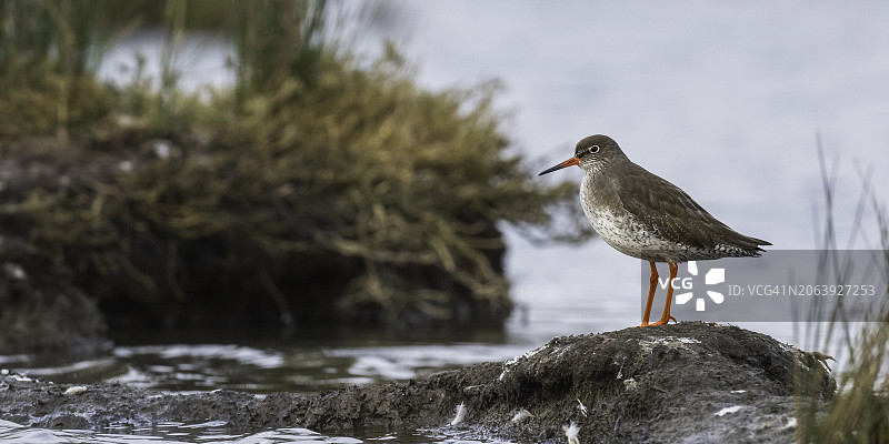 近摄：鸟儿栖息于河边岩石上图片素材