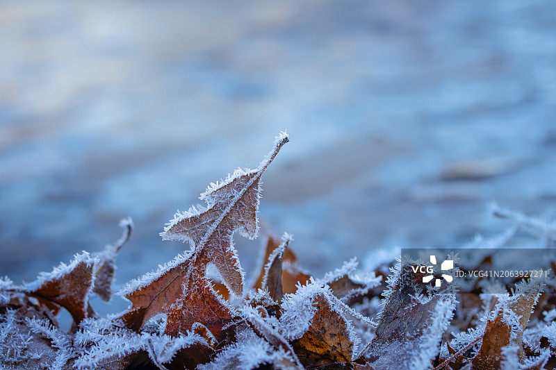 冬季冰冻植物特写，美国威斯康星州丹伯里图片素材