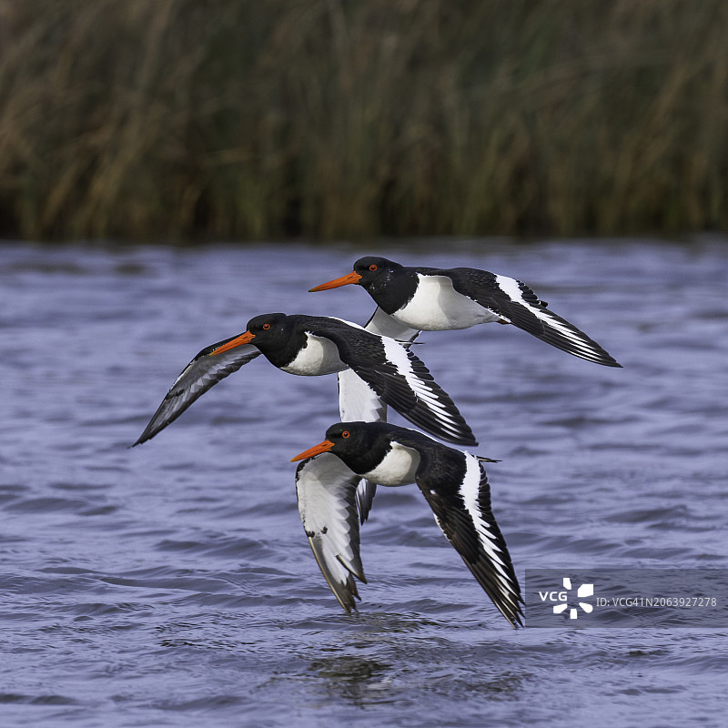飞越湖面的鸟类特写图片素材
