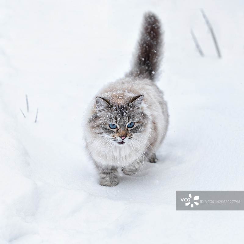 猫咪站在雪地上的特写图片素材