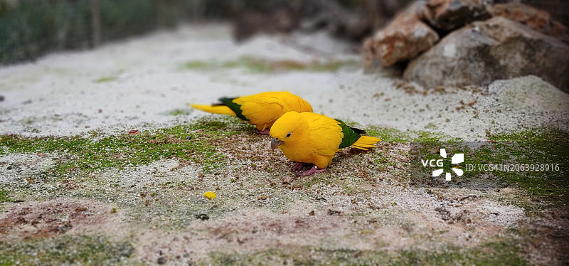 黄鹡鸰栖息在陆地的特写镜头图片素材