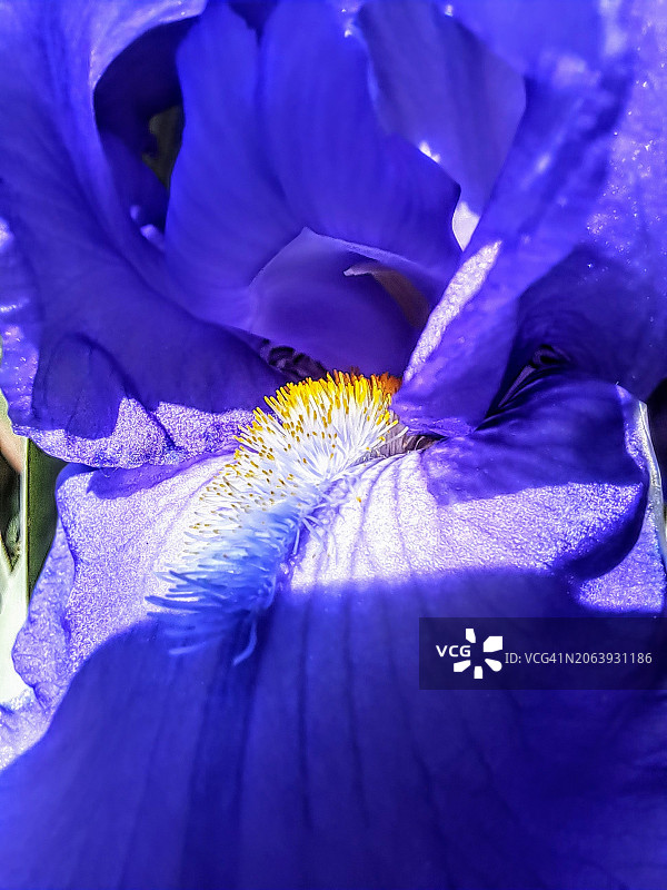 紫色鸢尾花特写图片素材