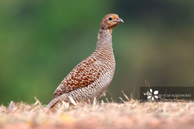 鹧鸪栖息在田野上的特写，印度图片素材