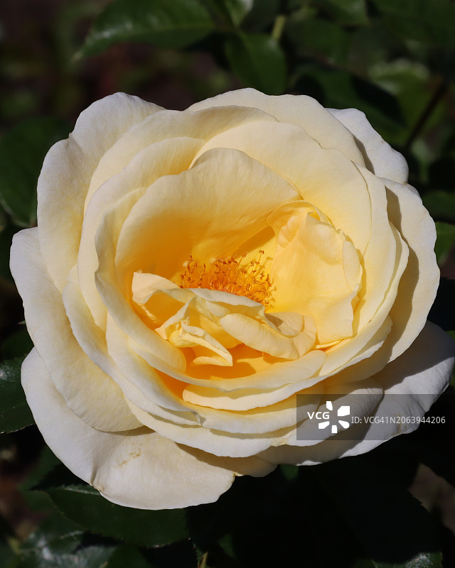 美国俄勒冈州尤金市的白色玫瑰特写图片素材