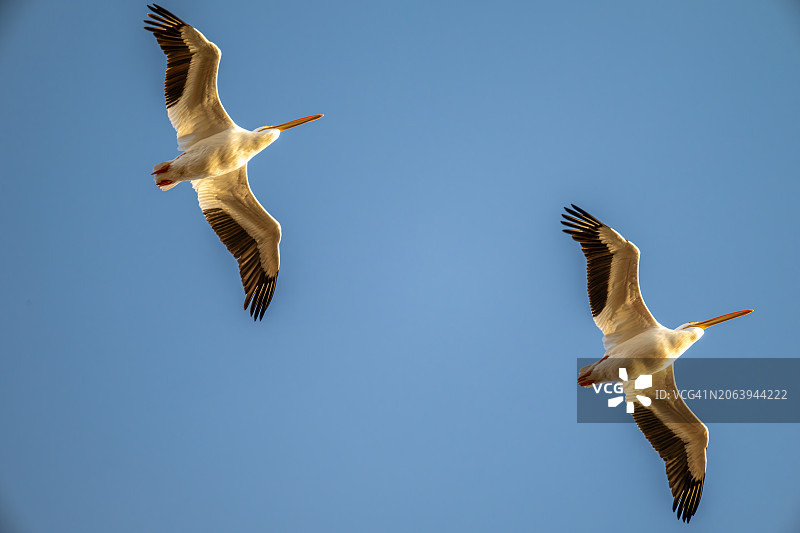 美国加州弗里蒙特海鸥飞翔仰视角度图片素材