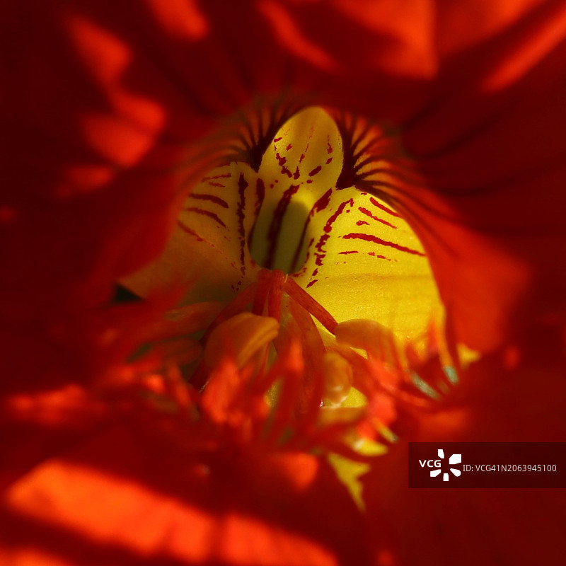 美国俄勒冈州尤金市的红色玫瑰花特写图片素材