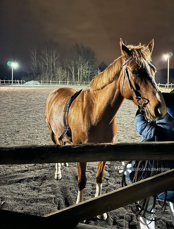傍晚训练中的马图片素材