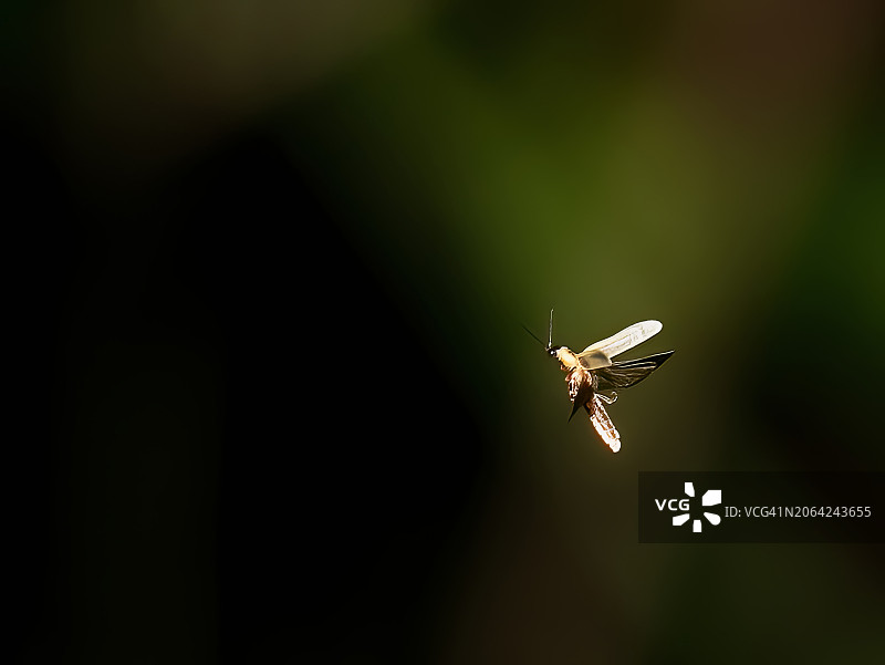 飞舞的萤火虫图片素材