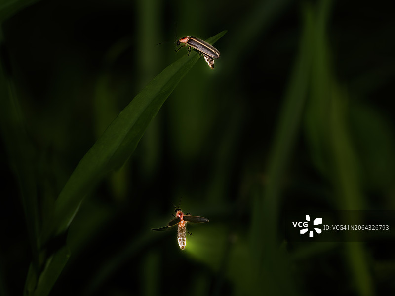 夏季萤火虫图片素材