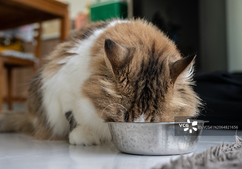 波斯猫在碗里吃东西图片素材