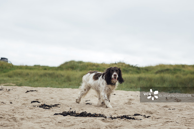 在海滩上散步的狗图片素材