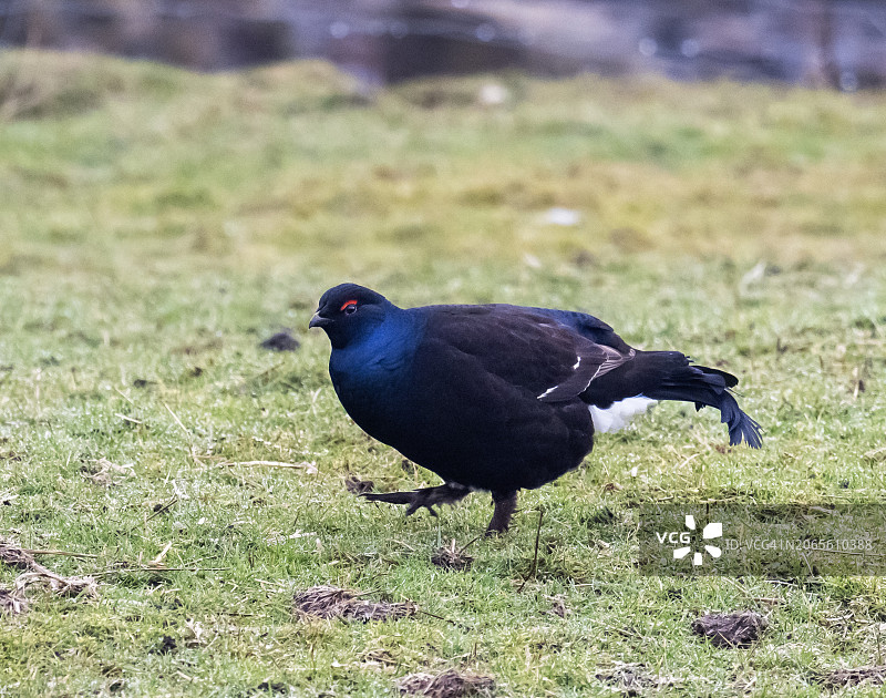 英国达勒姆郡蒂斯代尔田野中的雄性黑琴鸡图片素材