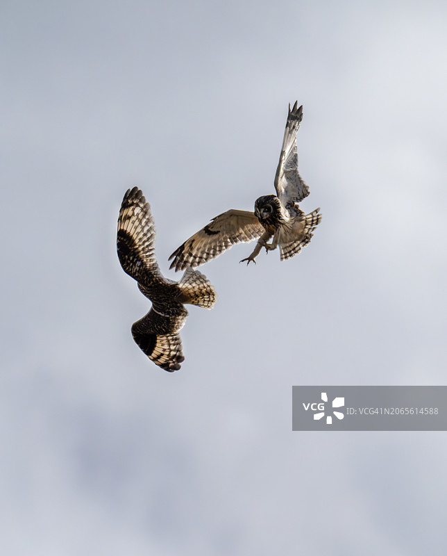 英国达勒姆郡蒂斯代尔的一对短耳鸮，学名Asio flammeus图片素材