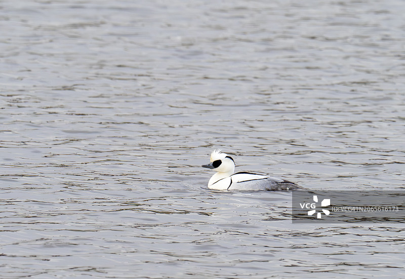 英国苏格兰坎伯诺尔德布罗德伍德湖上的白秋沙鸭图片素材