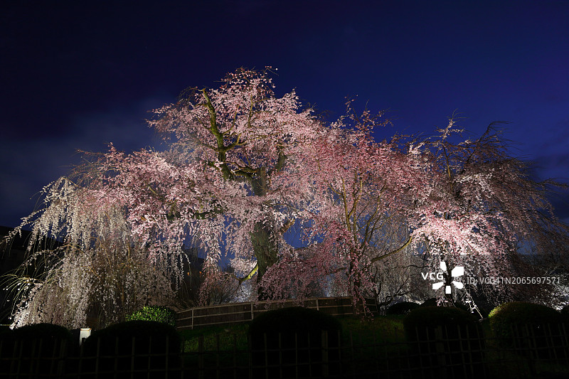 日本京都祇园夜樱：祇园枝垂樱图片素材