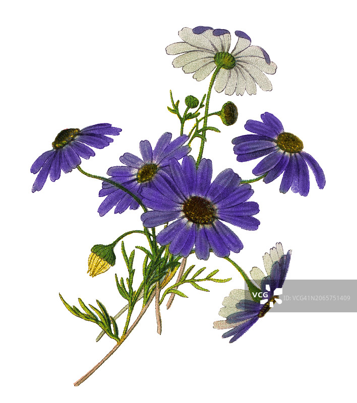 古老的彩色石印植物插图：天鹅河雏菊，一种发现于澳大利亚西部的草本植物图片素材