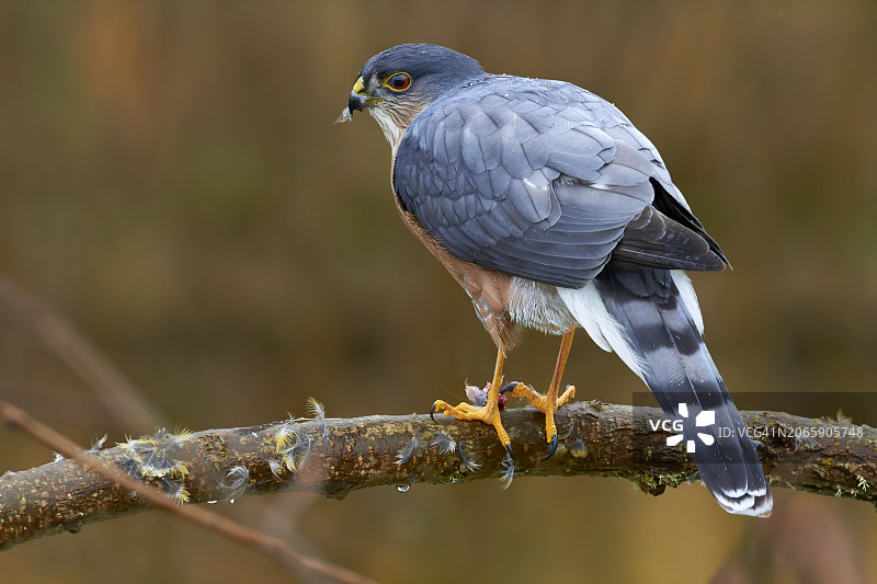 美国俄勒冈州科瓦利斯，栖息在树枝上的猛禽特写图片素材