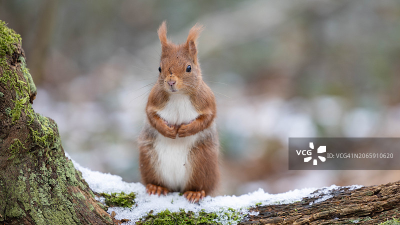 树干上的松鼠特写图片素材