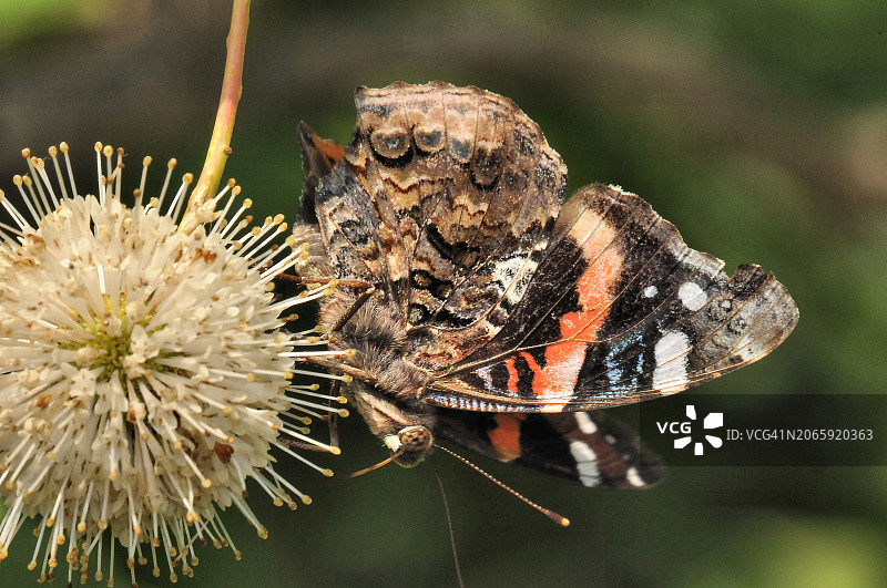 蝴蝶在花上的特写图片素材