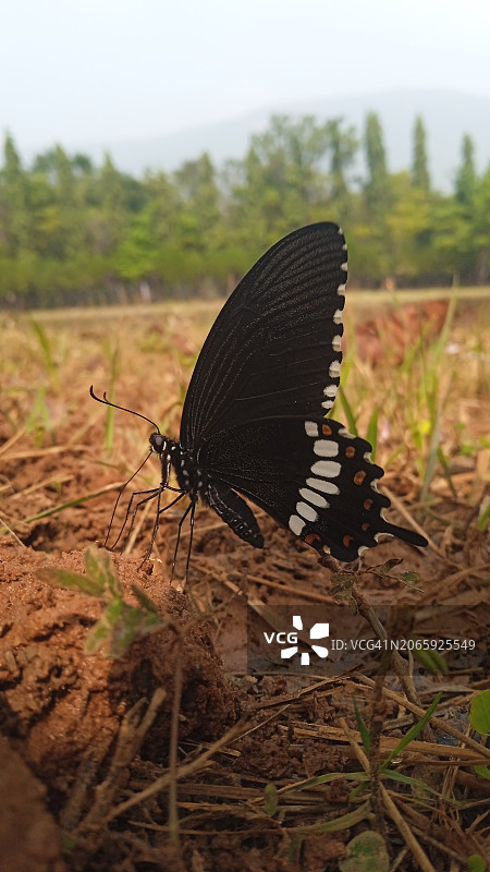 叶子上蝴蝶的特写，印度图片素材