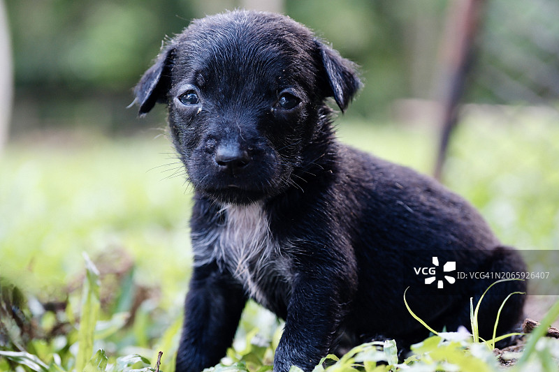 黑狗画像图片素材