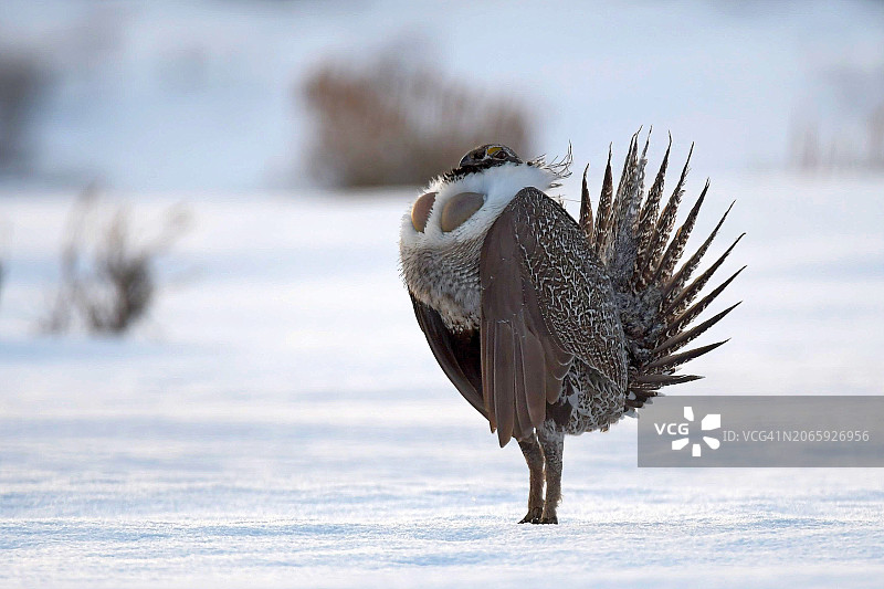 栖息在雪地里的松鸡特写，美国犹他州图片素材