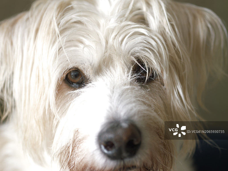 美国加利福尼亚雷伊海滩的白狗特写图片素材