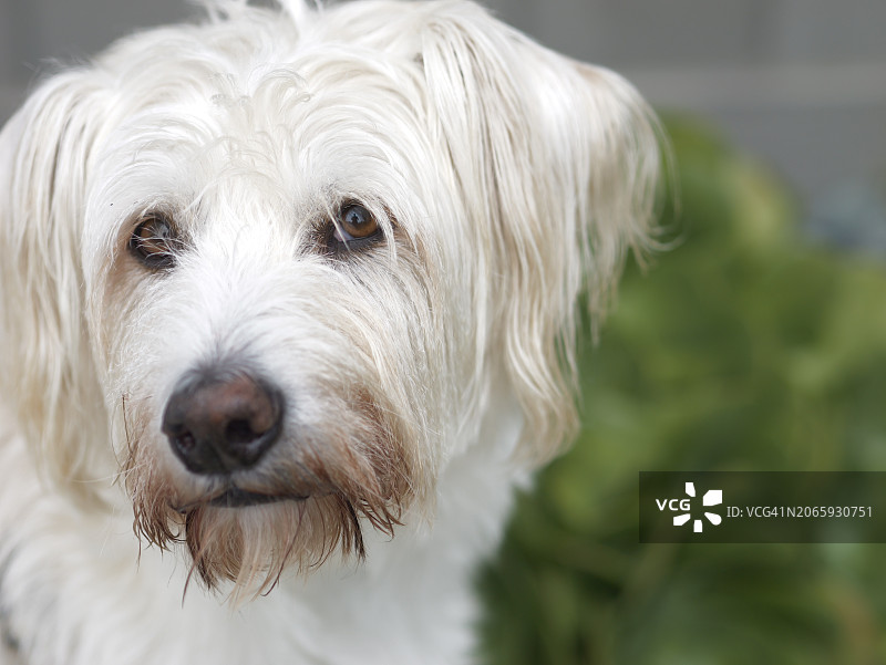 白人混血特写肖像，美国加利福尼亚州普拉亚德尔雷图片素材