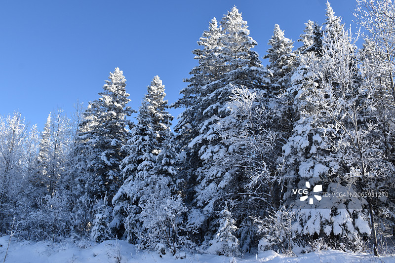 蓝天下雪原上的树木图片素材