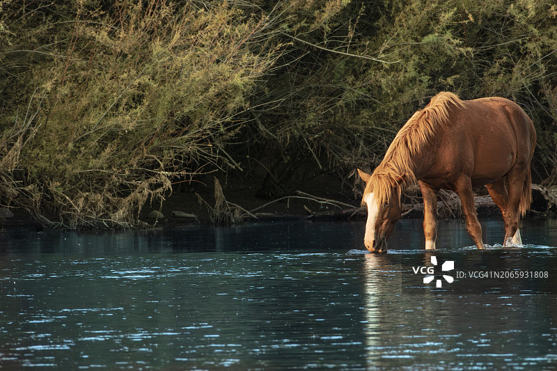 湖中驼鹿侧视图，美国亚利桑那州菲尼克斯图片素材