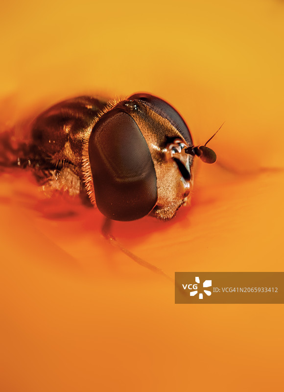 橙色上的昆虫特写图片素材