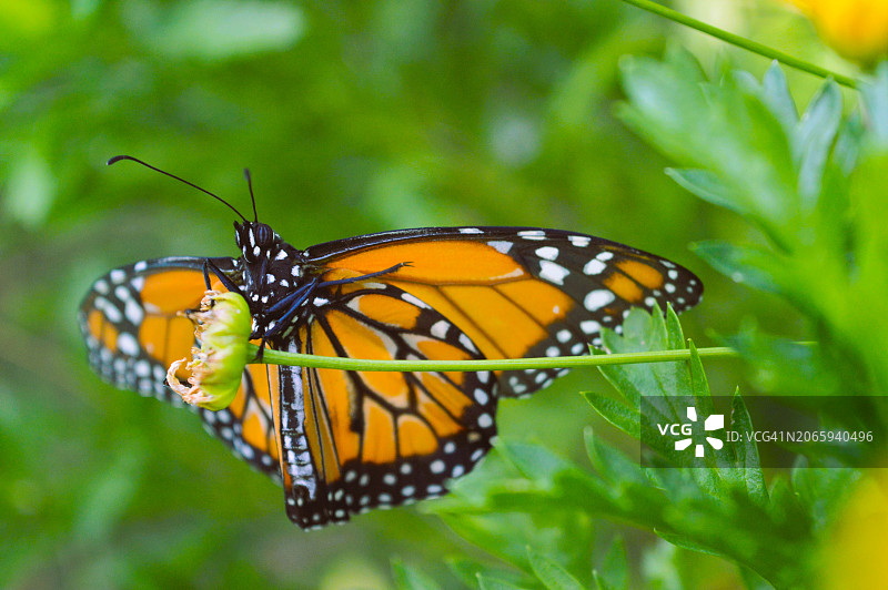 蝴蝶在黄花上授粉的特写图片素材