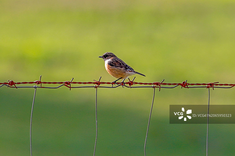 栖息在带刺铁丝网上的鸣禽麻鳽特写图片素材