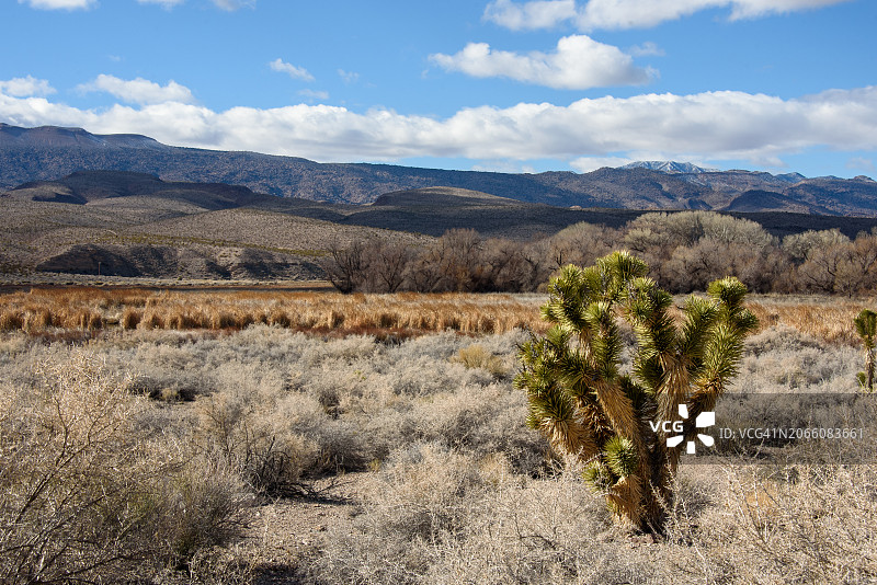 帕拉纳加特约书亚树图片素材