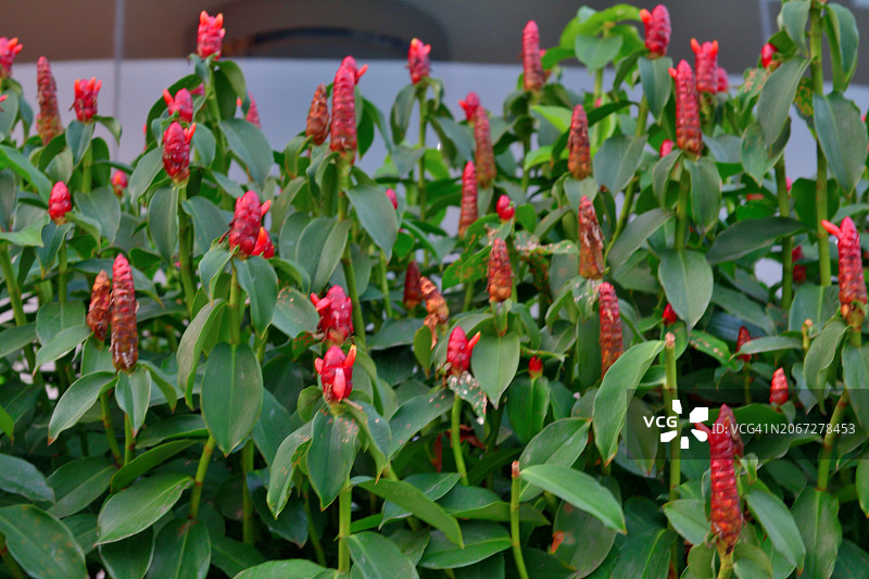 螺旋姜图片素材