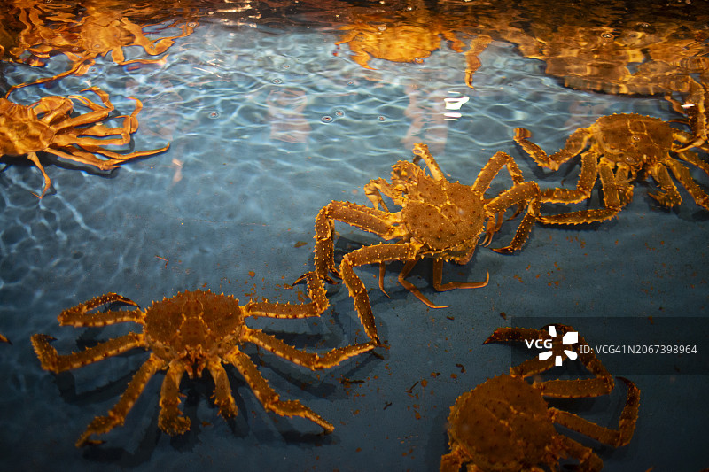 日本料理新鲜食材：阿拉斯加帝王蟹和鳕场蟹（函馆鱼市，日本北海道）图片素材