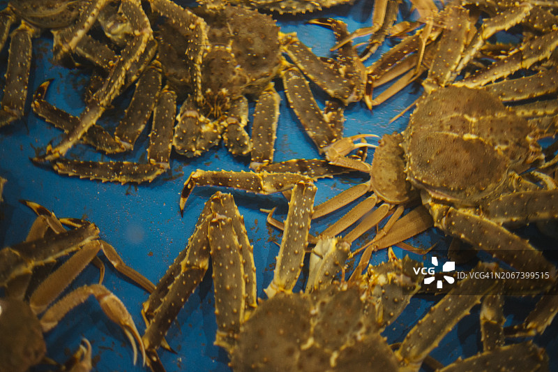 日本料理新鲜食材：阿拉斯加帝王蟹和鳕场蟹（函馆鱼市，日本北海道）图片素材